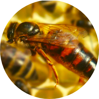 abeja