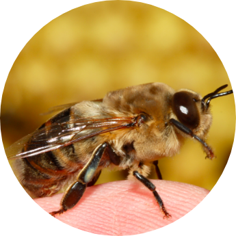 abeja