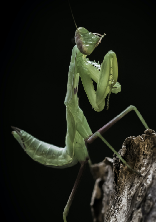 mantis religiosa