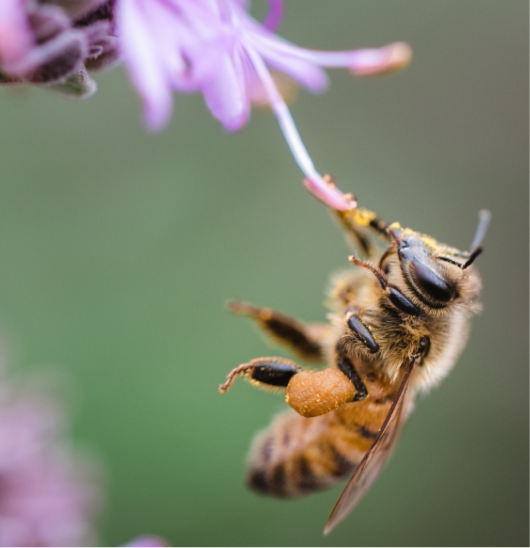 abeja en flor