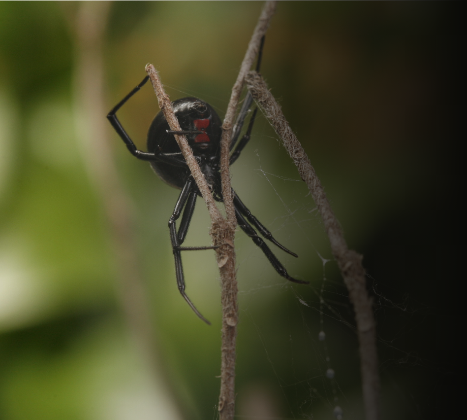 Viuda negra