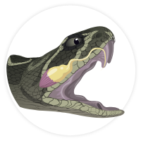serpiente
