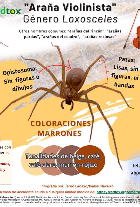Infografía araña violinista | Redtox