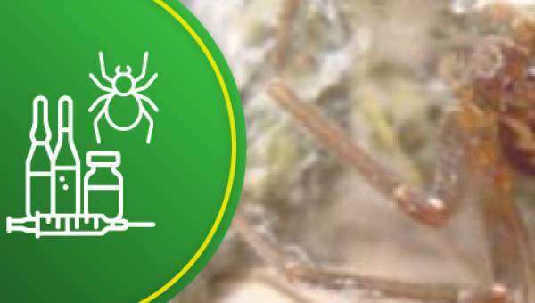 Envenenamiento aracnídico en las Américas | Redtox