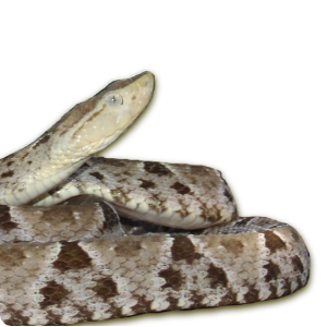 Bothrops asper (Garman, 1884)