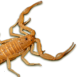 Centruroides exilicauda