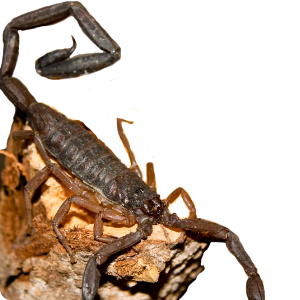 Centruroides gracilis