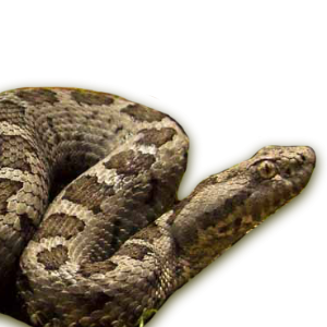 Crotalus aquilus (Klauber 1952)