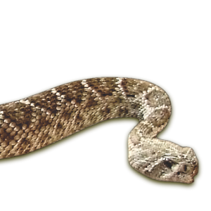 Crotalus atrox (Baird & G Crotalus atrox irard, 1853)