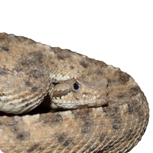 Crotalus cerastes (Hallowell, 1854)