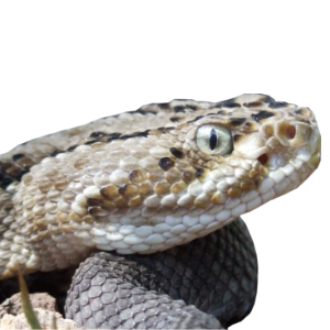 Crotalus culminatus (Klauber, 1952)