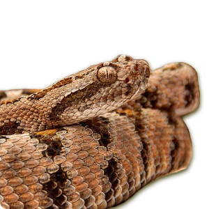 Crotalus enyo (Cope, 1861)