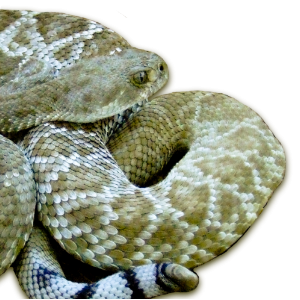 Crotalus lorenzoensis (Radcliff & Maslin, 1975)