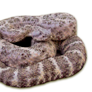 Crotalus mitchellii (Cope, 1861)