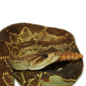 Crotalus molossus  (Baird y Girard)