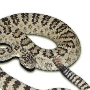 Crotalus oreganus (Klauber, 1949) 