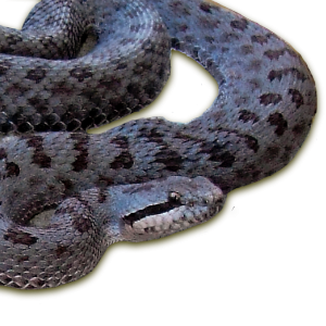 Crotalus pricei (Van Denburgh, 1895)