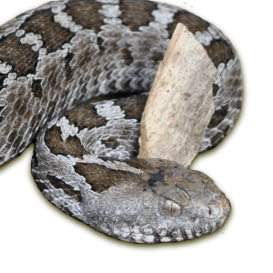 Crotalus ravus (Cope, 1865) 