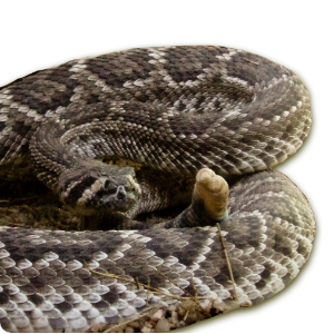 Crotalus ruber (Cope, 1892)