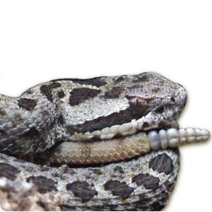 Crotalus triseriatus (Wagler, 1830)