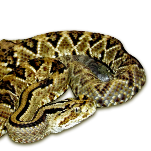 Crotalus tzabcan (Klauber, 1952)