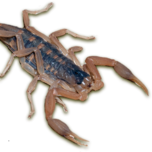 Centruroides vittatus