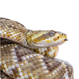 Crotalus basiliscus (Cope, 1864)