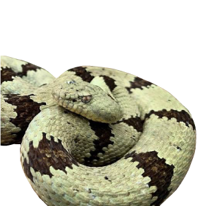 Crotalus lepidus 