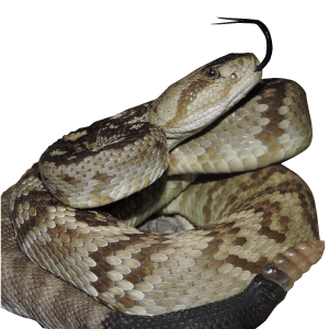 Crotalus ornatus 