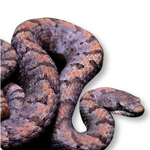 Crotalus transversus 