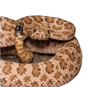 Crotalus viridis 