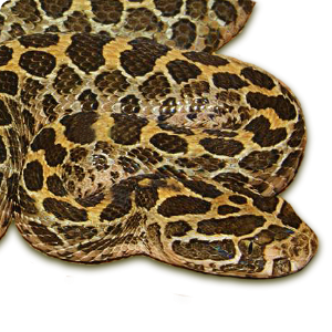 Crotalus polystictus 