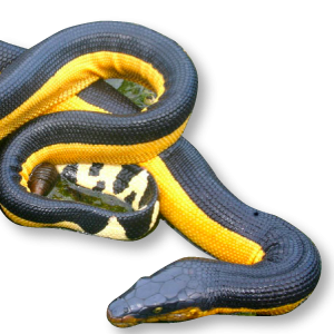 Hydrophis platurus