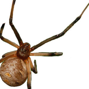 Latrodectus geometricus