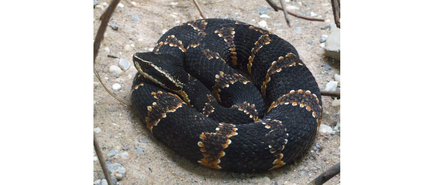 Agkistrodon taylori (Burger Robertson, 1951)