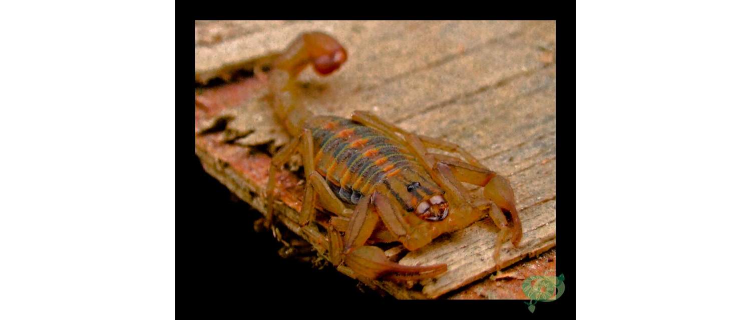 Centruroides elegans elegans