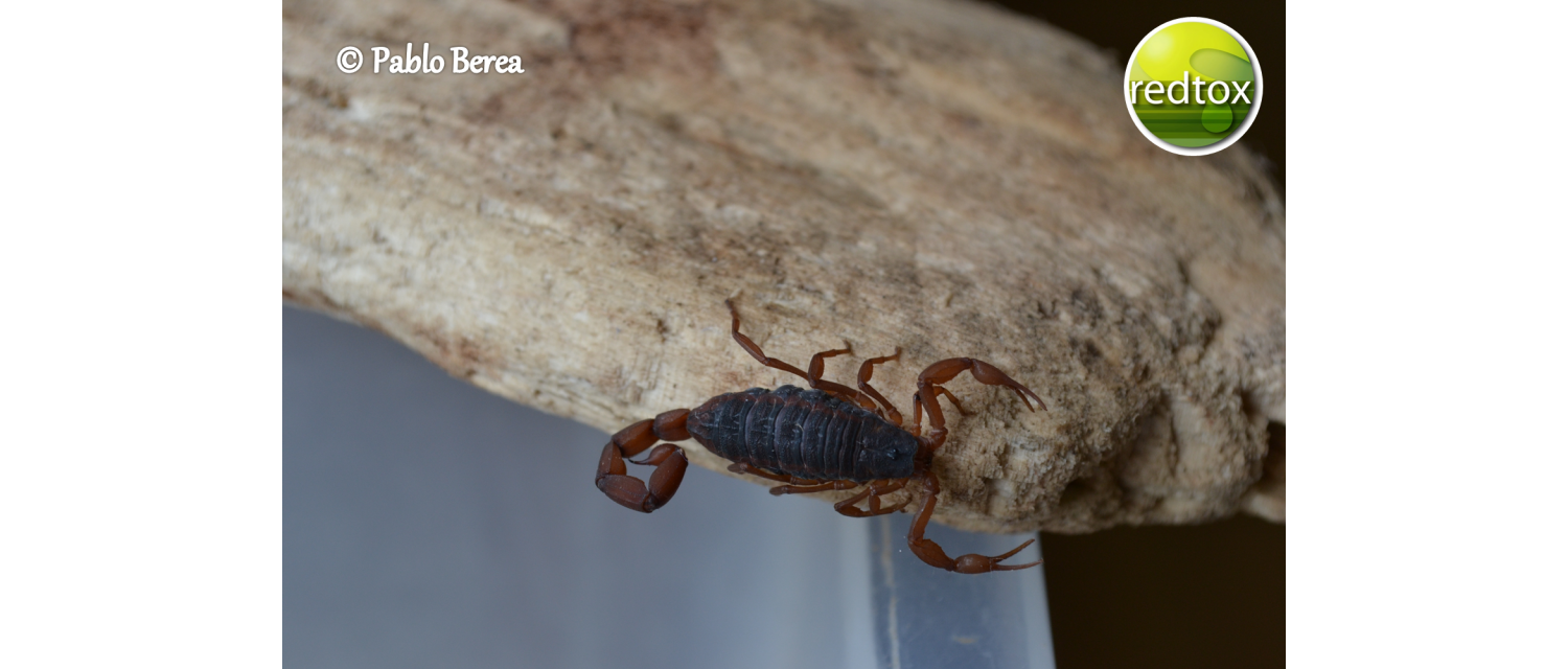 Centruroides noxius