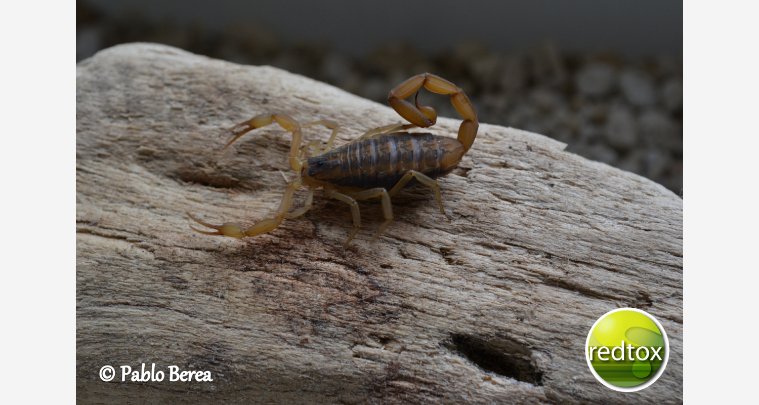 Centruroides suffusus