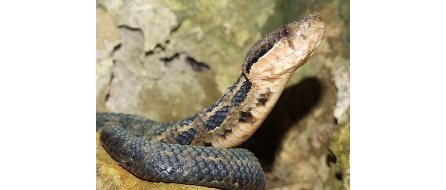 Cerrophidion tzotzilorum (Campbell, 1985) 