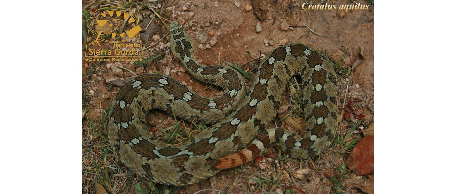 Crotalus aquilus (Klauber 1952)