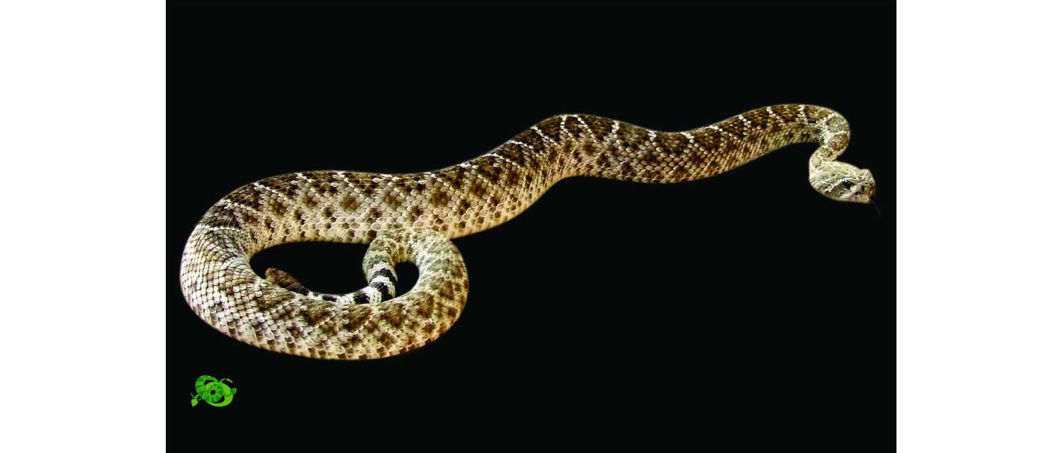 Crotalus atrox (Baird & G Crotalus atrox irard, 1853)