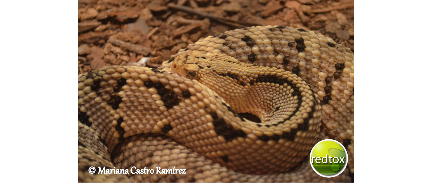 Crotalus culminatus (Klauber, 1952)