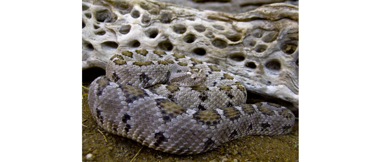 Crotalus enyo (Cope, 1861)