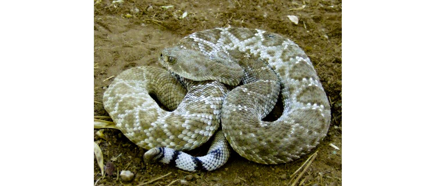 Crotalus lorenzoensis (Radcliff & Maslin, 1975)