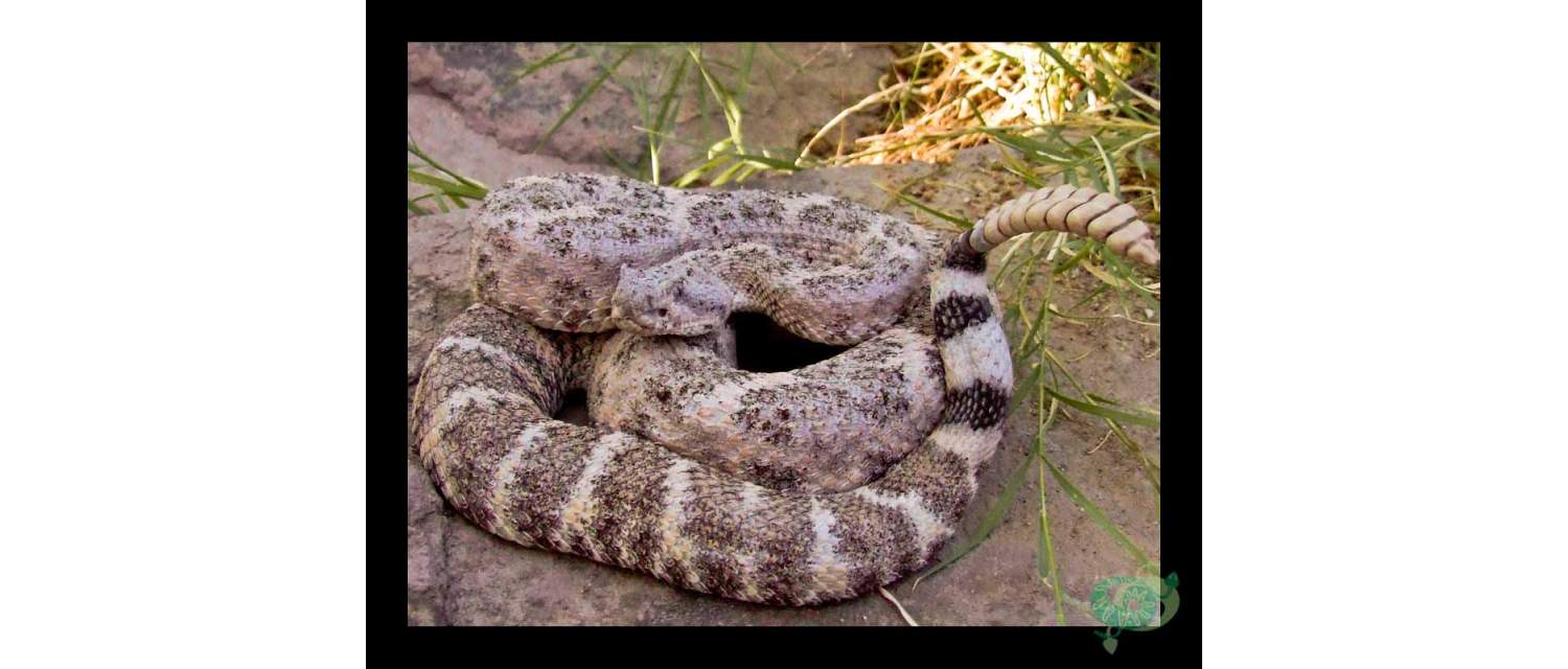 Crotalus mitchellii (Cope, 1861)