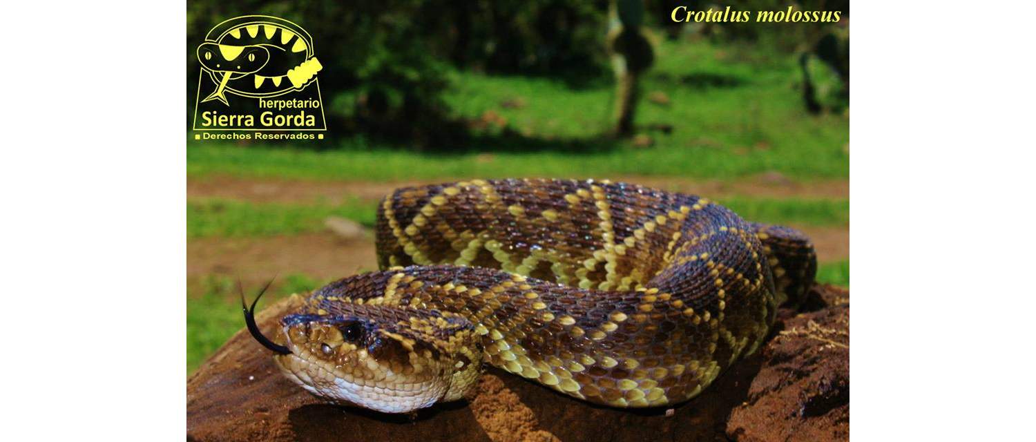 Crotalus molossus  (Baird y Girard)