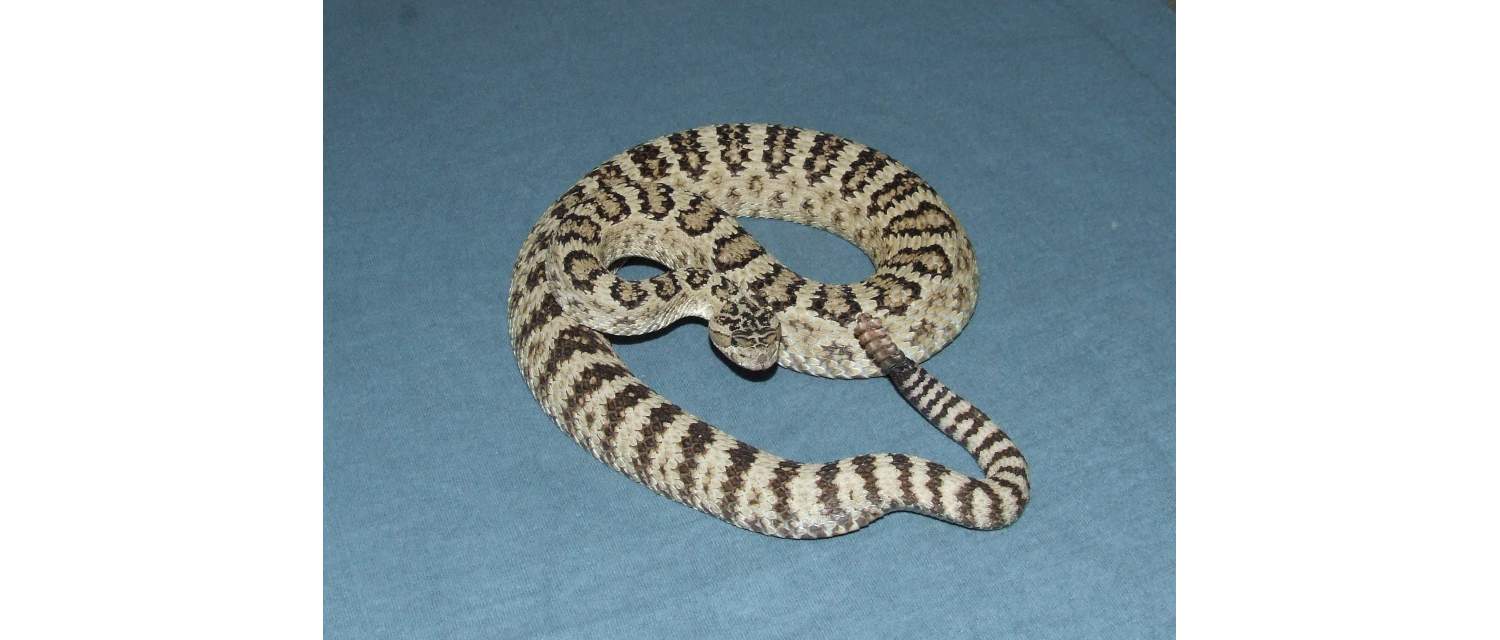 Crotalus oreganus (Klauber, 1949) 