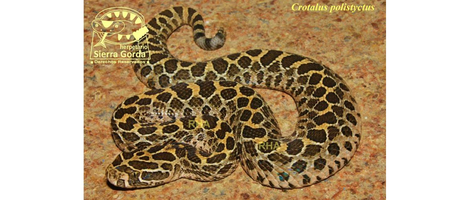 Crotalus polystictus (Cope, 1865)