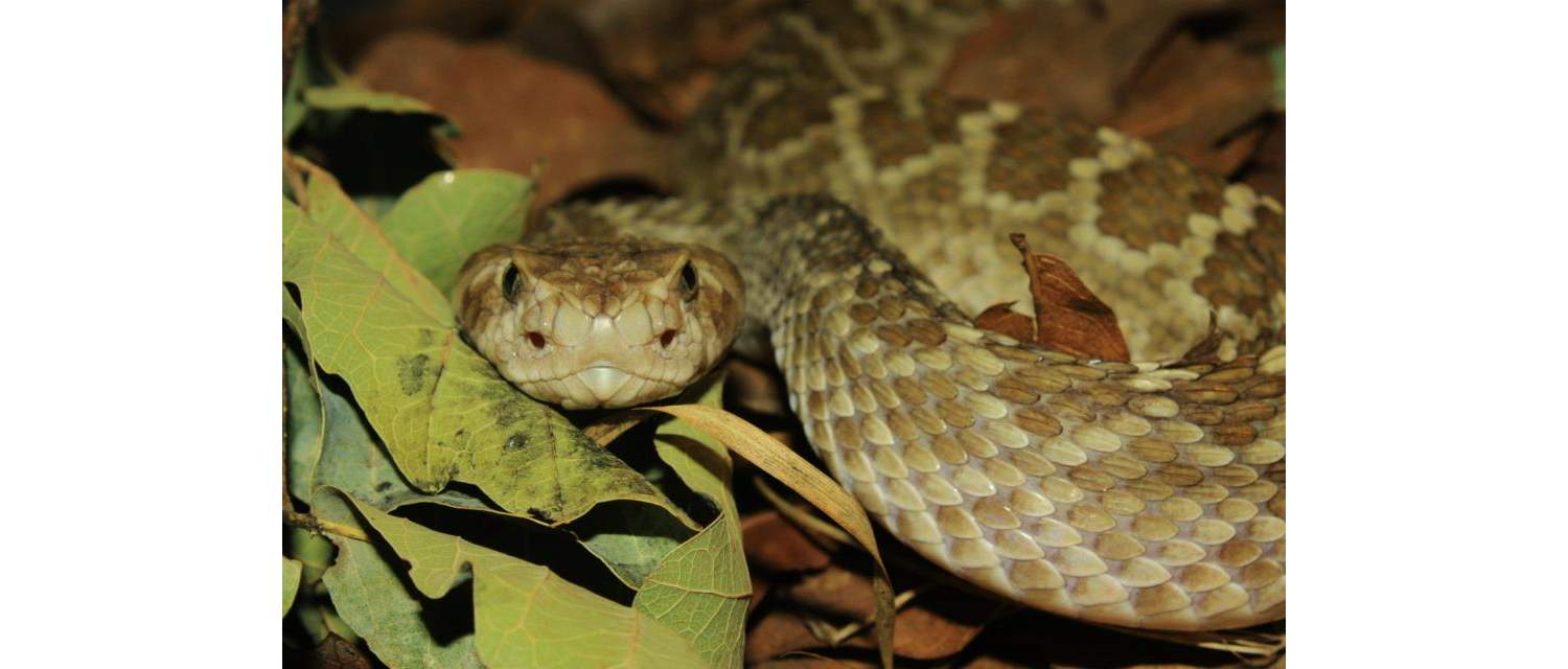 Crotalus scutulatus (kennit, 1861)