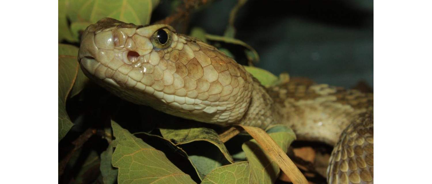 Crotalus scutulatus (Kennicott, 1861)